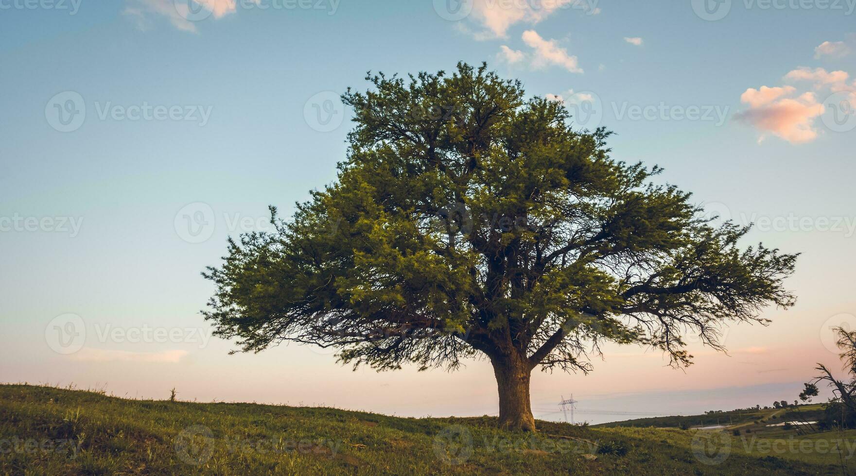 ensam träd i la pampa, argentina foto