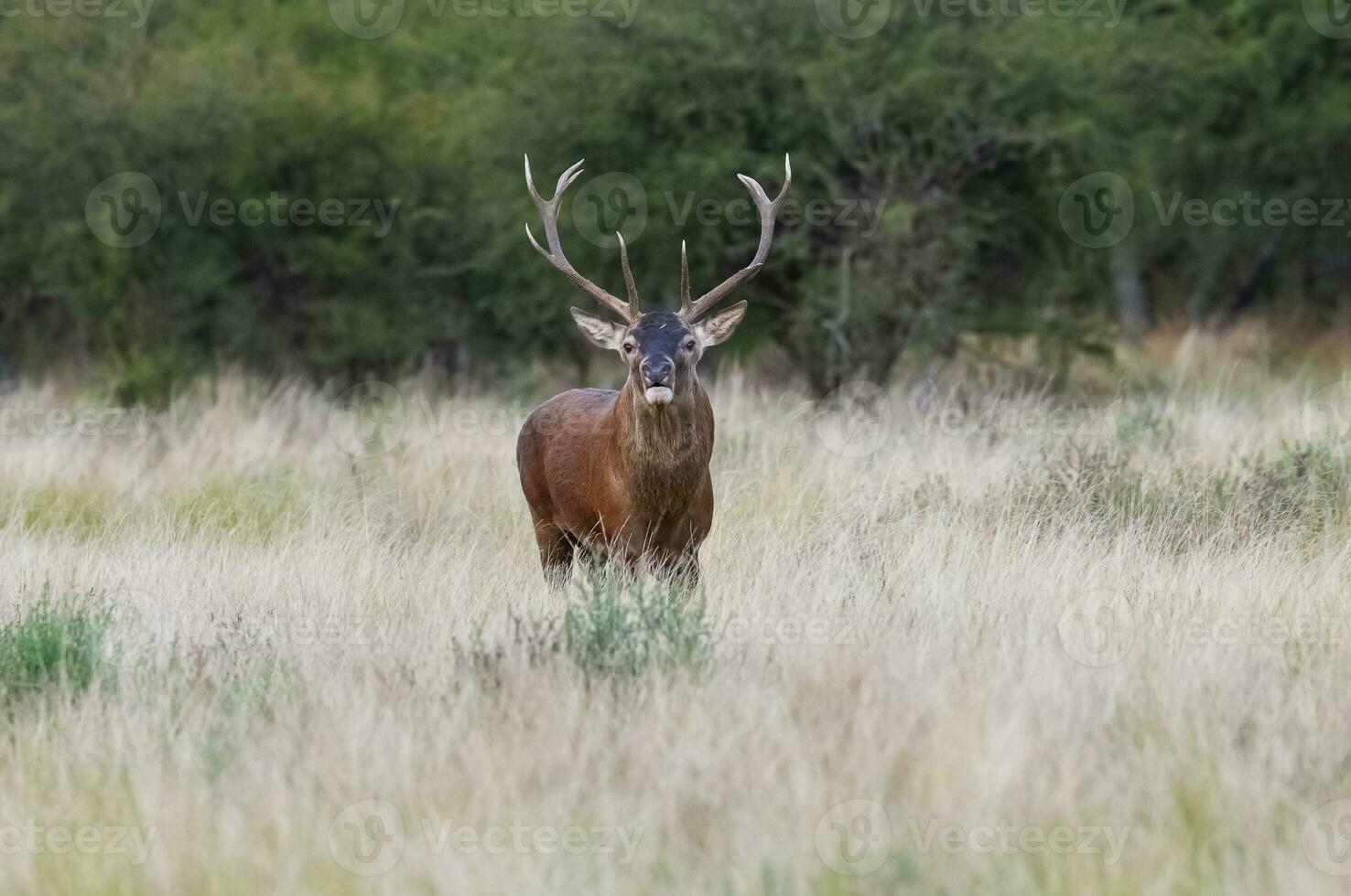 röd rådjur, manlig rytande i la pampa, argentina, parque luro, natur boka foto