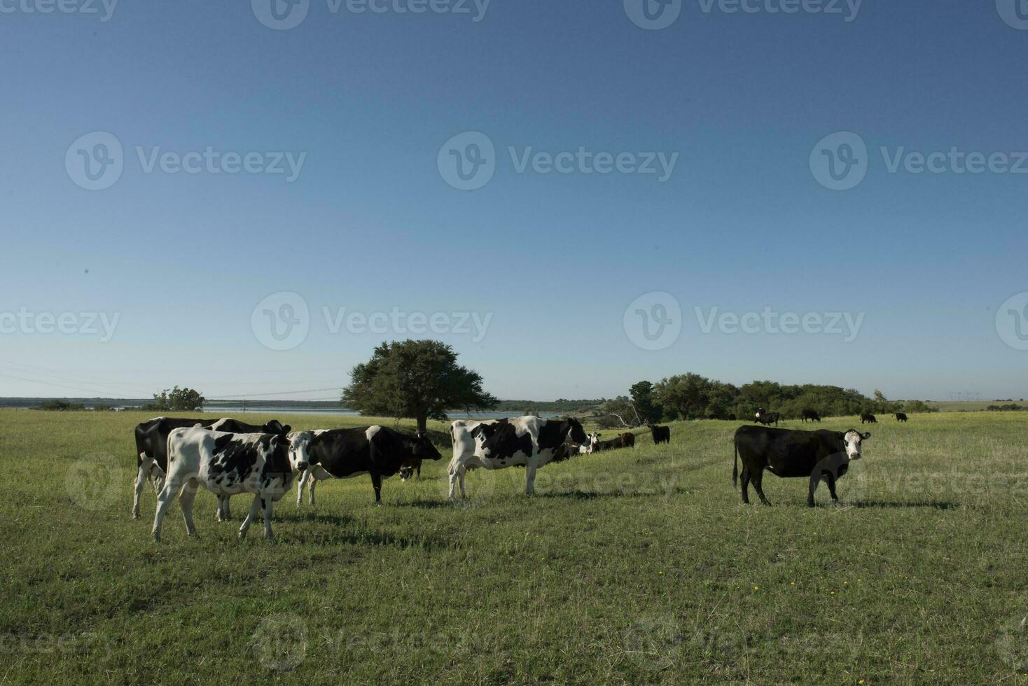 kor i landsbygd, i pampas landskap, argentina foto