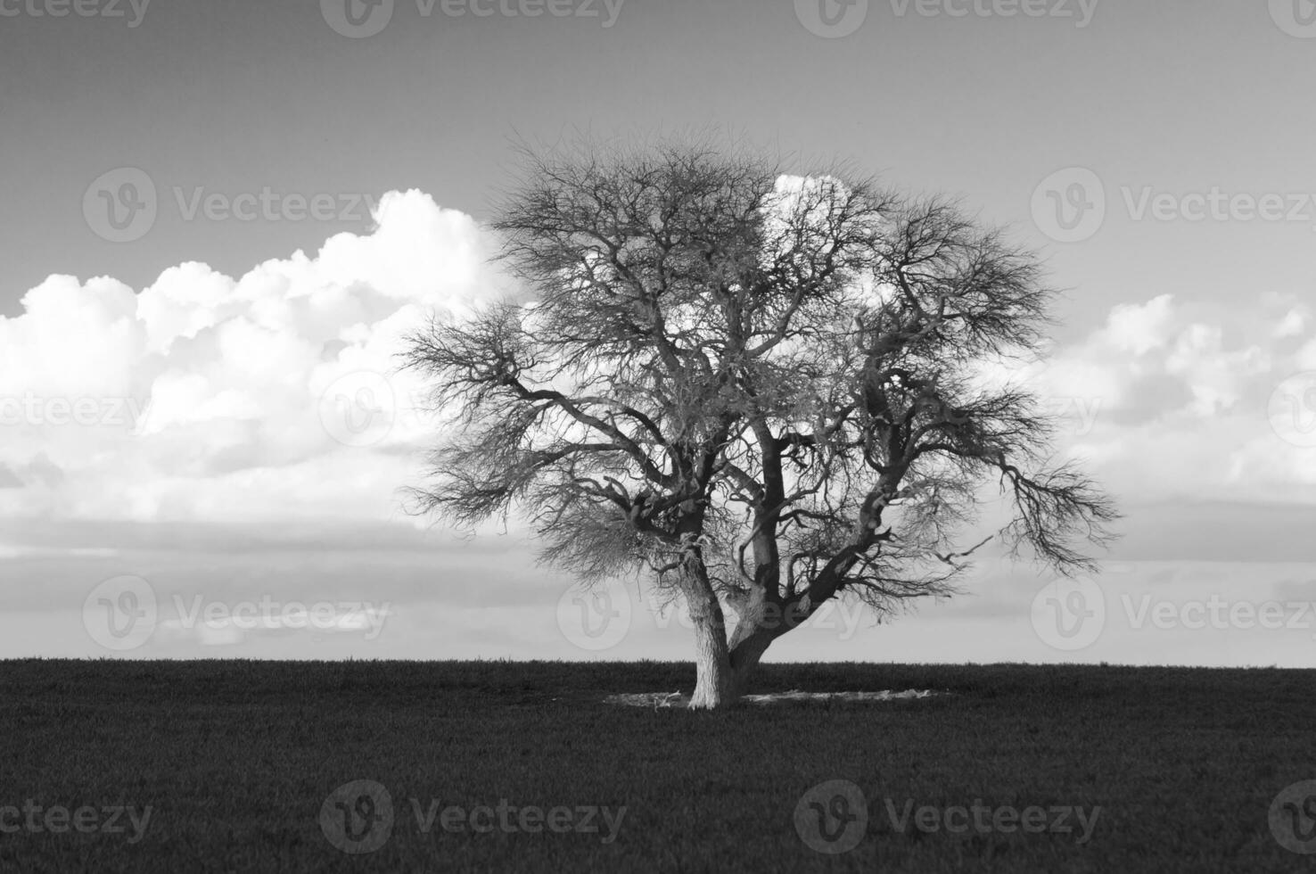 ensam träd i la pampa, argentina foto