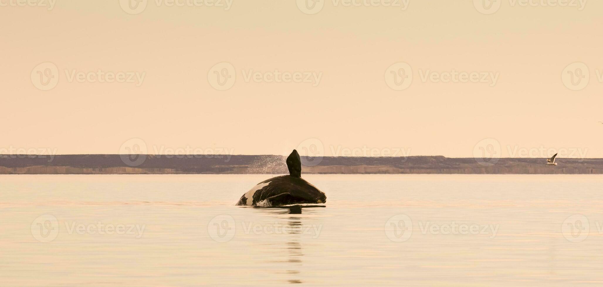 sydlig rätt val, hoppning beteende, puerto madryn, patagonien, argentina foto