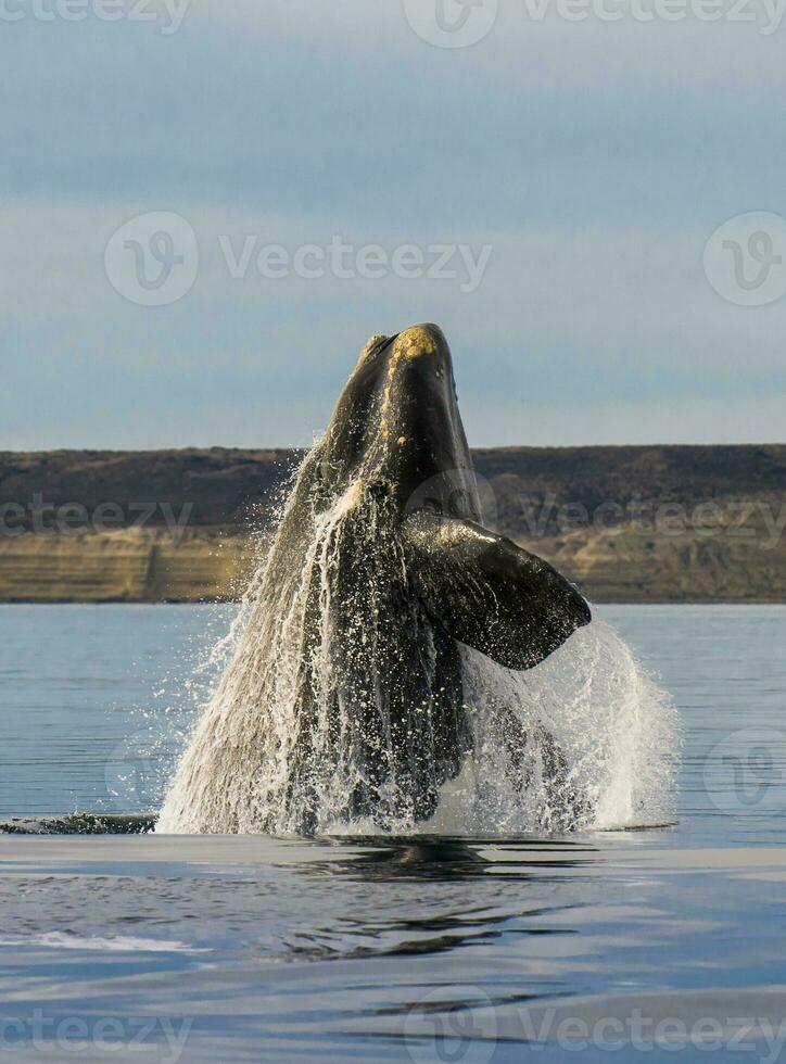 val Hoppar i halvö valdes, Puerto madryn, patagonien, argentina foto