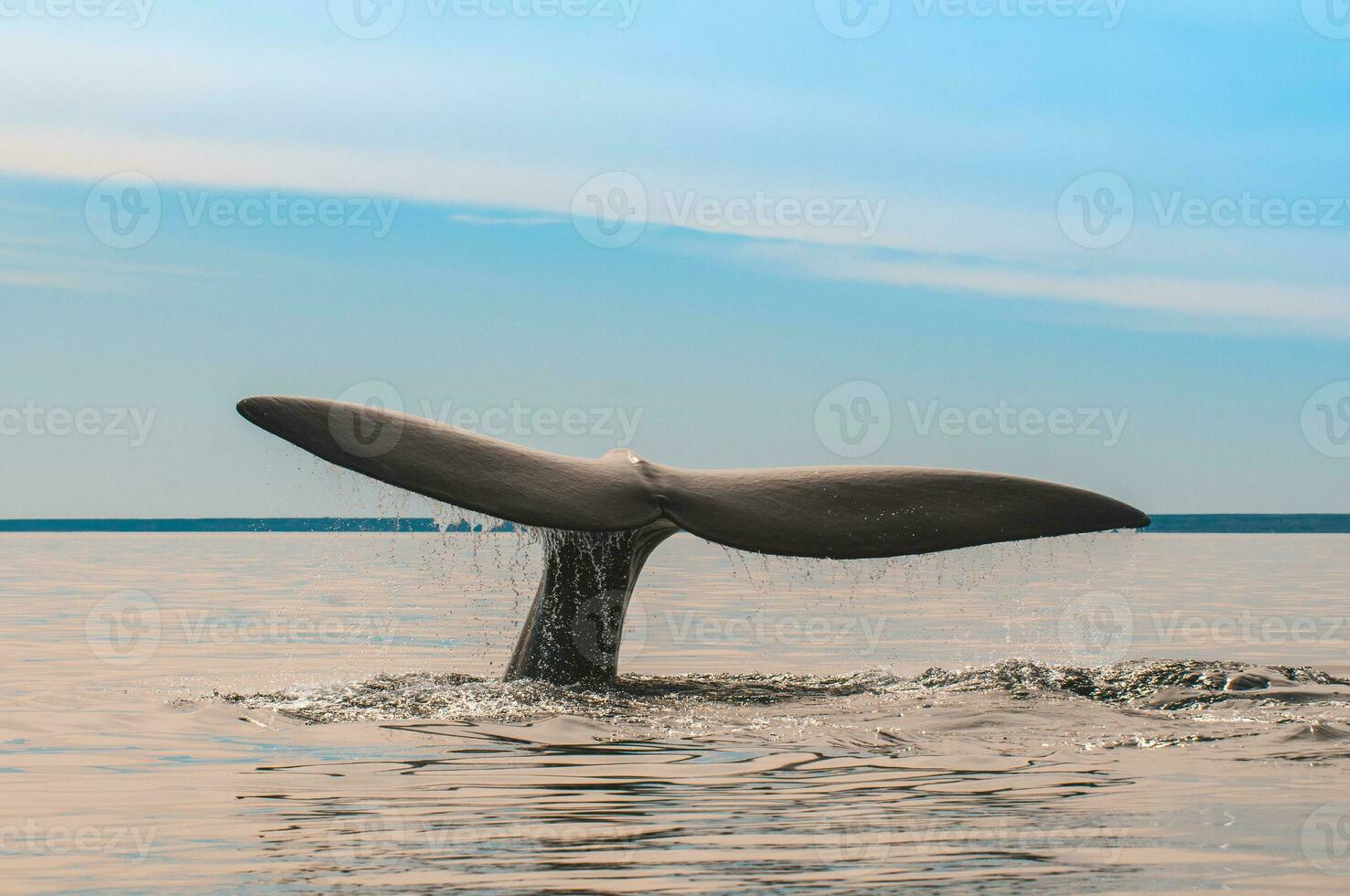 halvö valdes, värld arv site, porto madryn, argentina foto