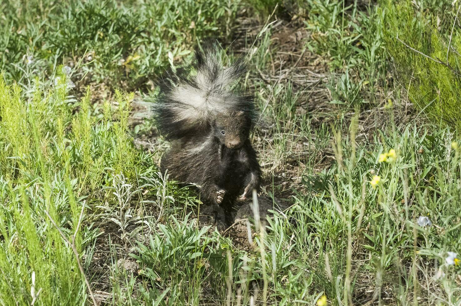 gris näsa skunk, la pampa provins, patagonien argentina foto