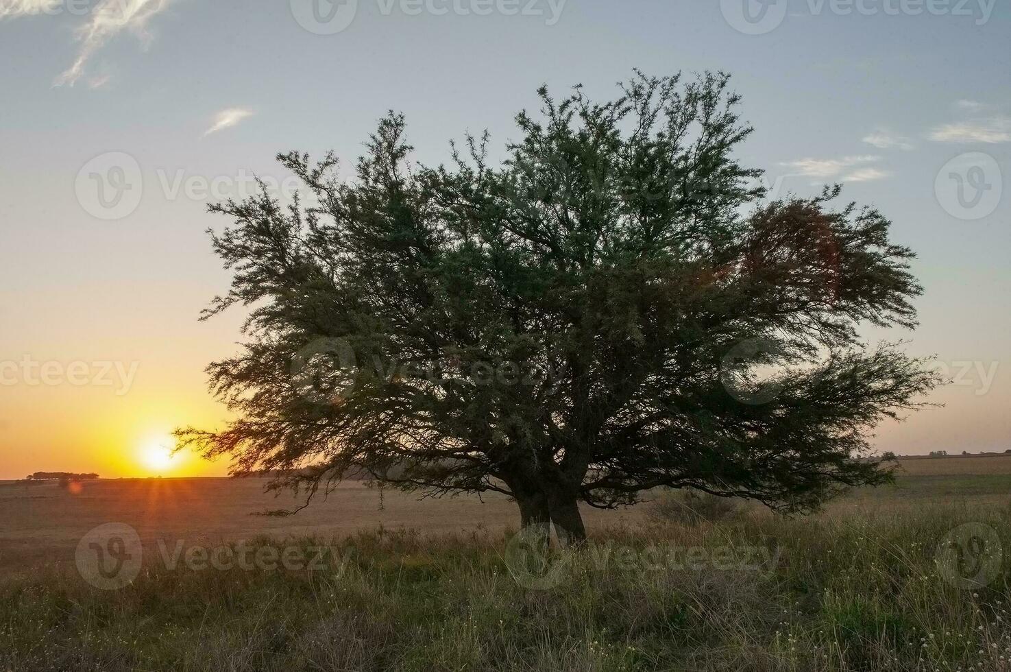 calden skog landskap, geoffraea dekortiker växter, la pampa provins, patagonien, argentina. foto