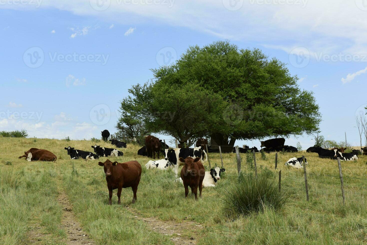 stutar matad på bete, la pampa, argentina foto