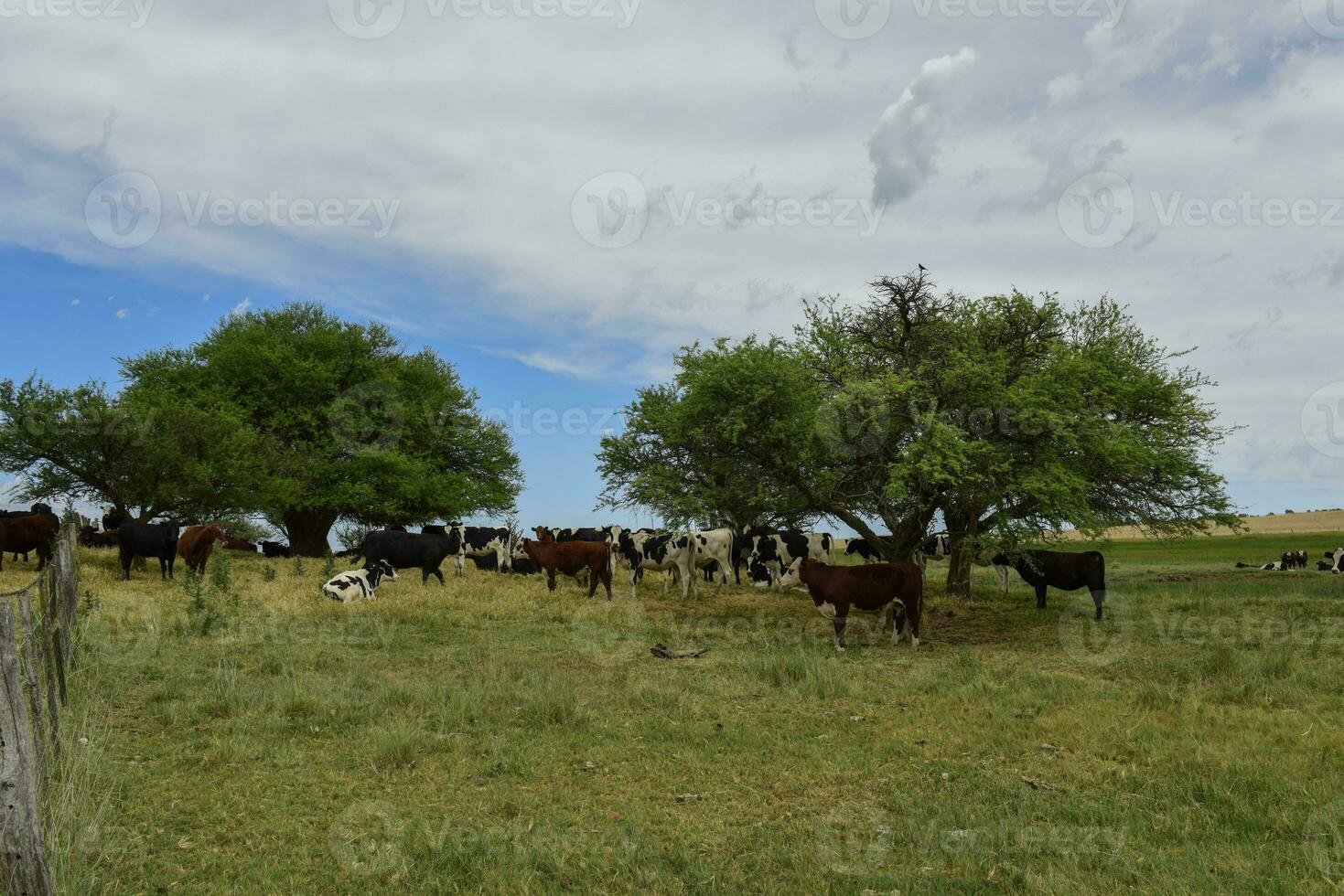 stutar matad på bete, la pampa, argentina foto