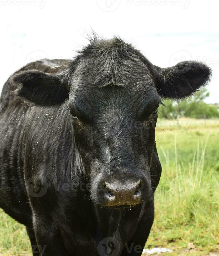 stutar matad på bete, la pampa, argentina foto