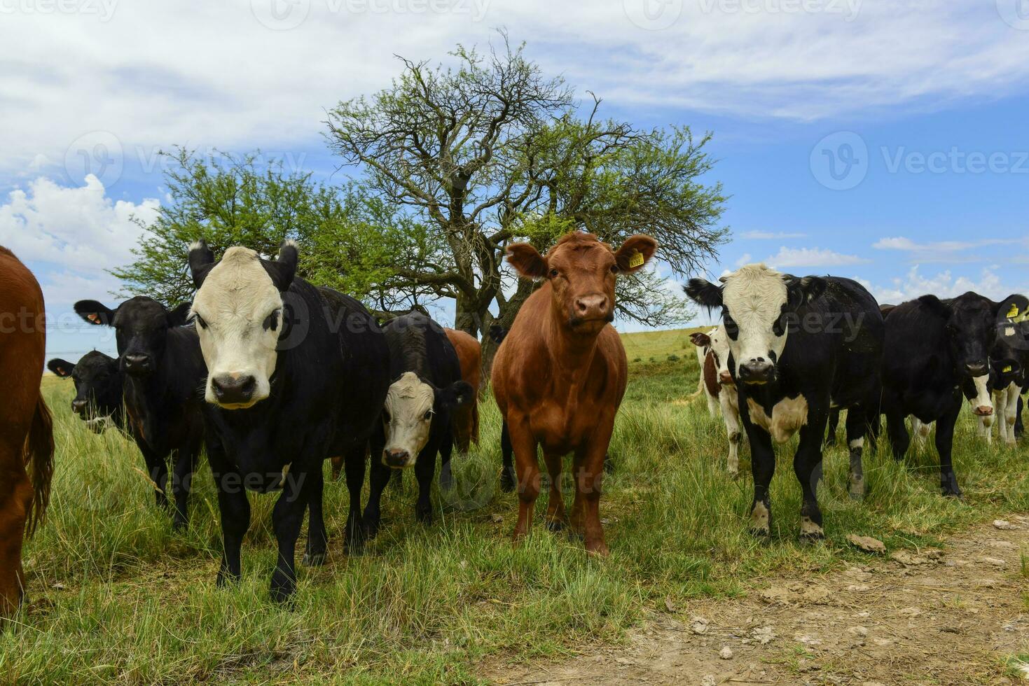 stutar matad på bete, la pampa, argentina foto