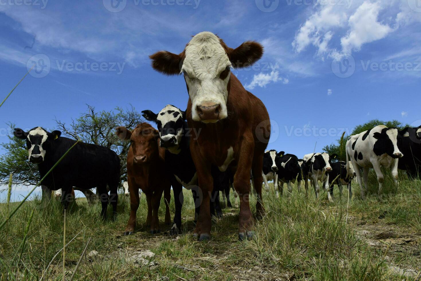 stutar matad på bete, la pampa, argentina foto