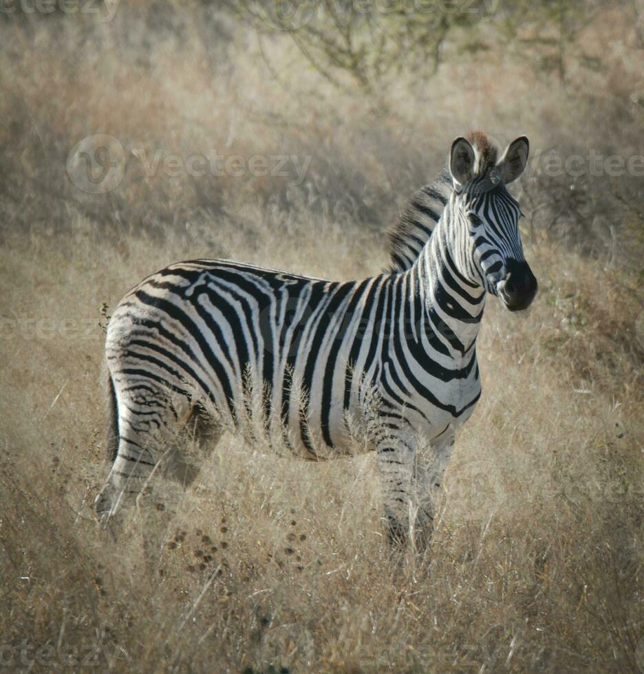 zebra i de afrikansk savann, foto