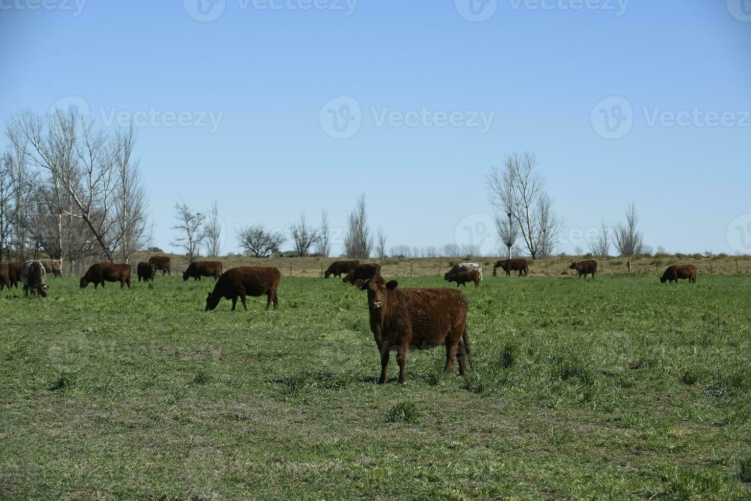 exportera kor produktion i de argentine landsbygden, buenos sänds provins, argentina. foto