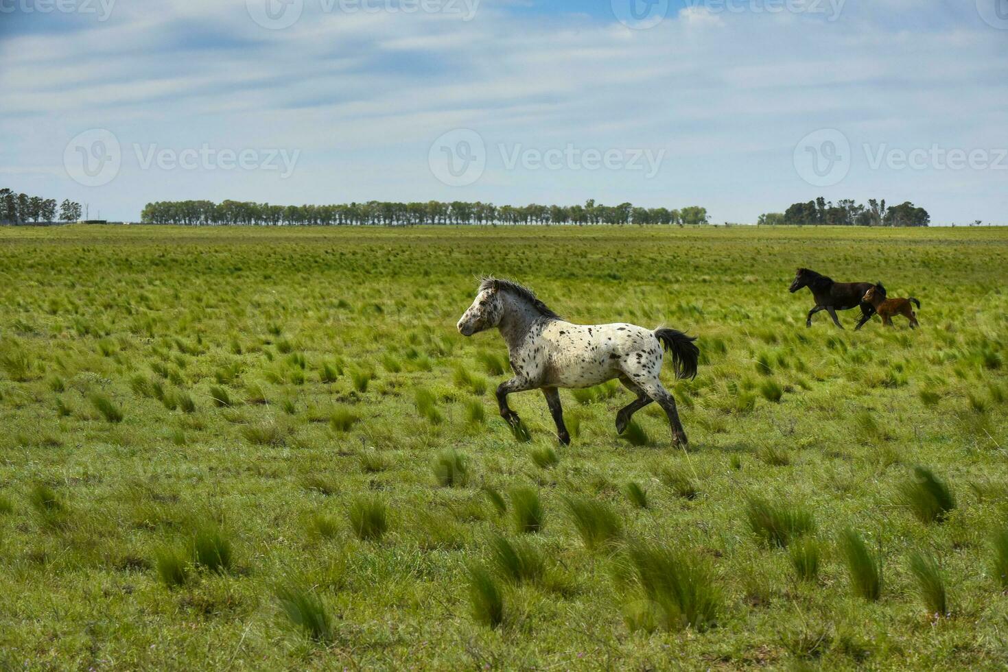 besättning av hästar i de landsbygden, la pampa provins, patagonien, argentina. foto