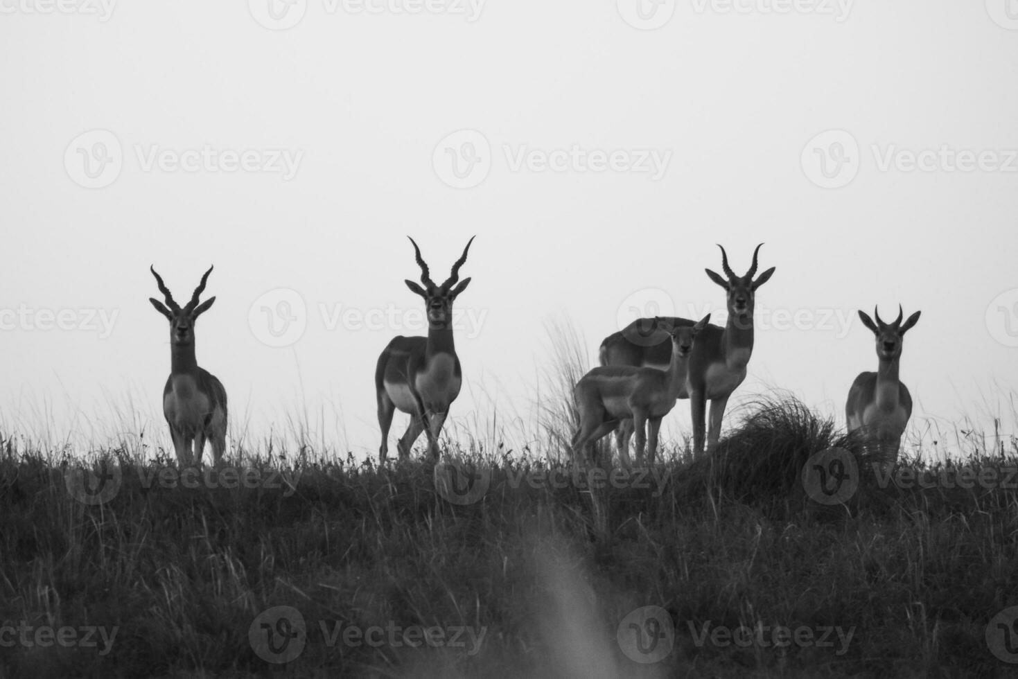 blackbuck antilop i pampas enkel miljö, la pampa provins, argentina foto