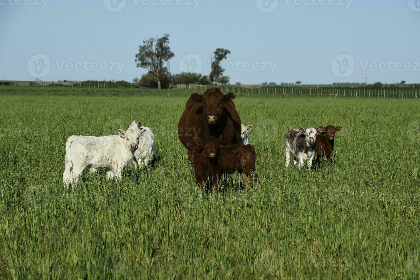 vit korthorn kalv , i argentine landsbygden, la pampa provins, patagonien, argentina. foto