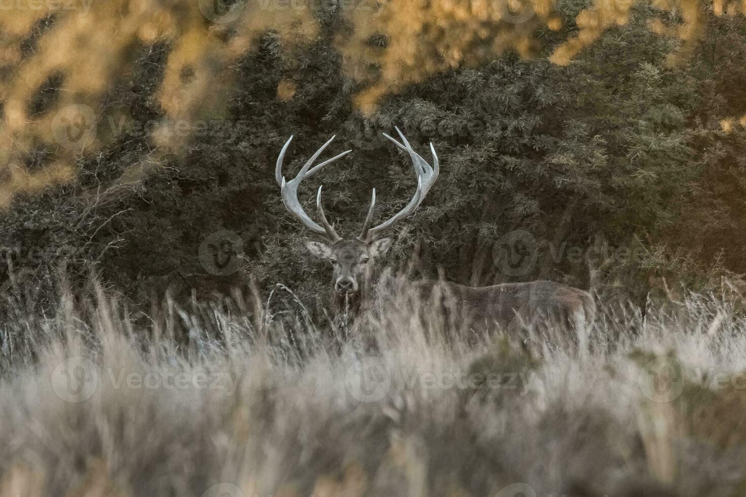 röd rådjur i parque luro natur boka, la pampa, argentina foto