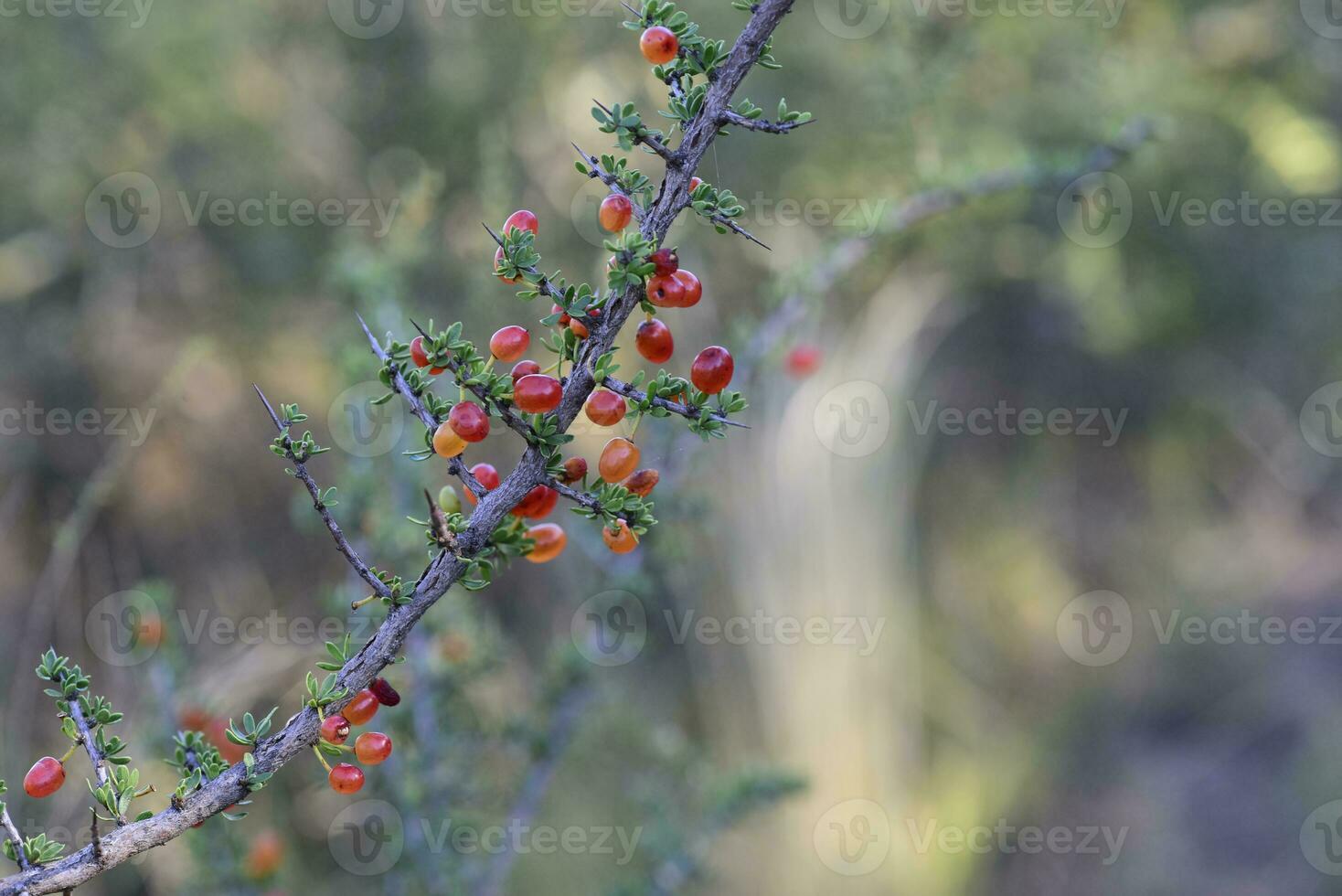 röd vild frukter, kallad piquillin, i patagonien skog, argentina foto