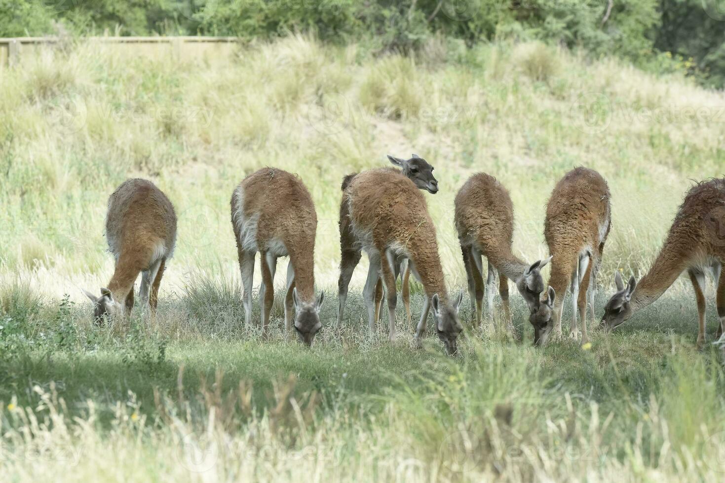 lama djur, , i pampas gräsmark miljö, la pampa provins, patagonien, argentina foto