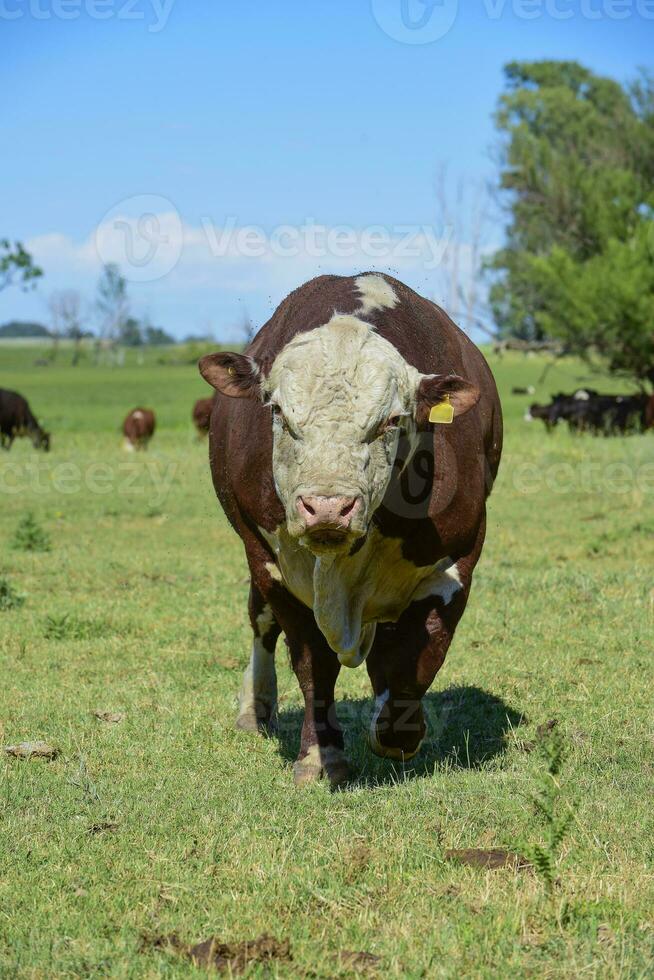 nötkreatur höjning med naturlig betesmarker i pampas landsbygden, la pampa provinsen, Patagonien, argentina. foto