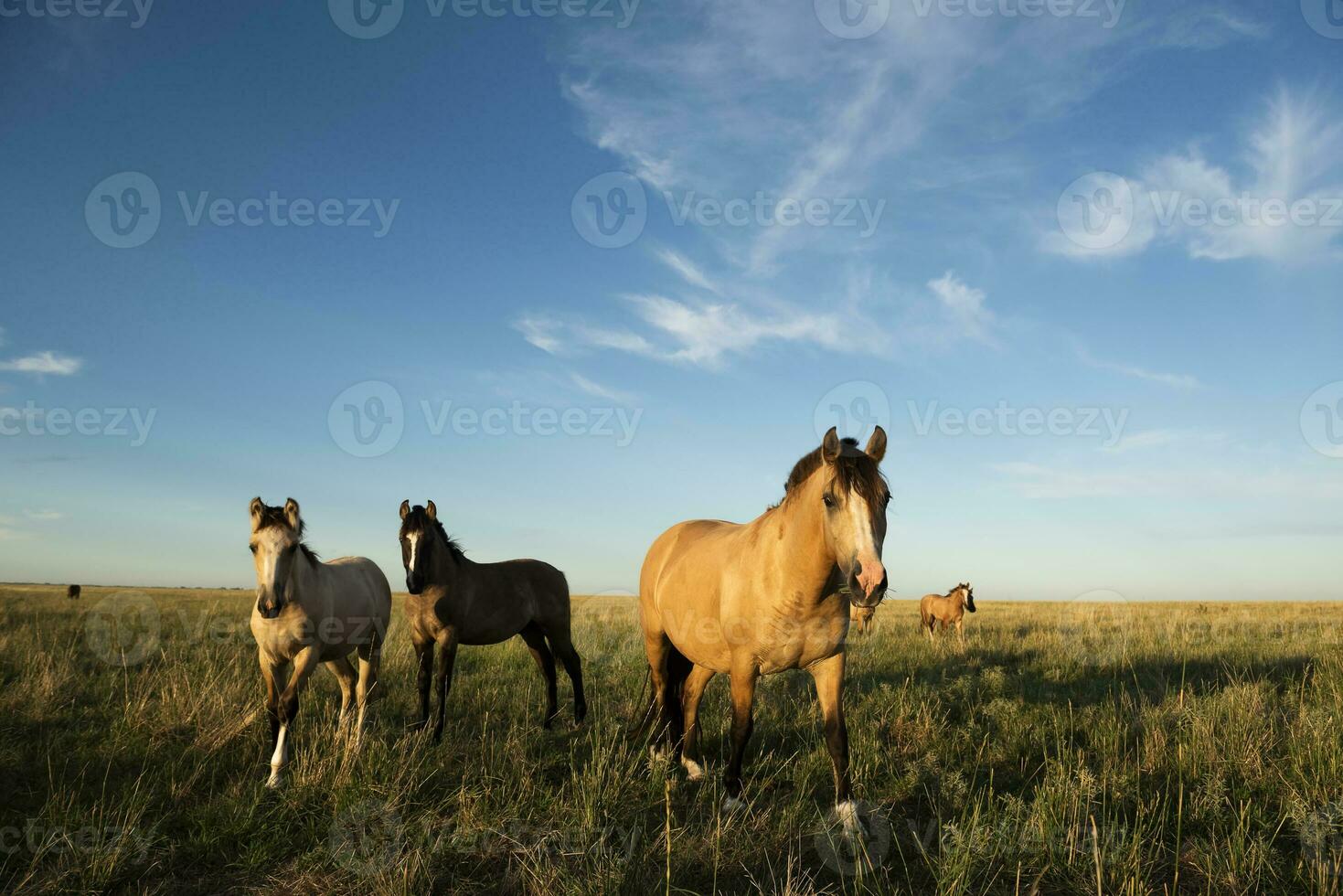 hästar i de argentine landsbygden, la pampa provins, patagonien, argentina. foto