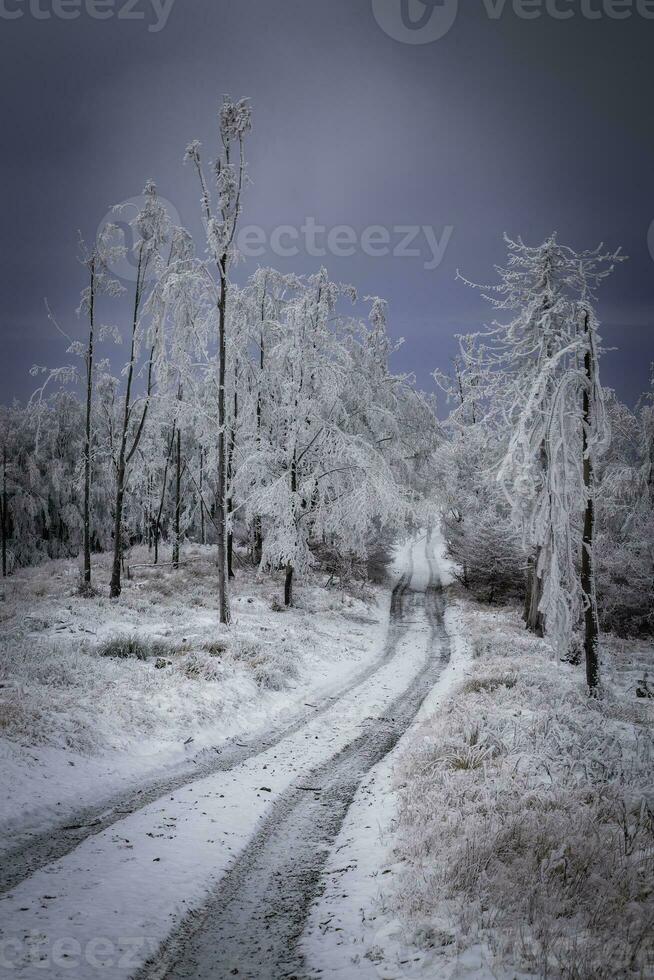 vinter- skog väg i de bergen foto