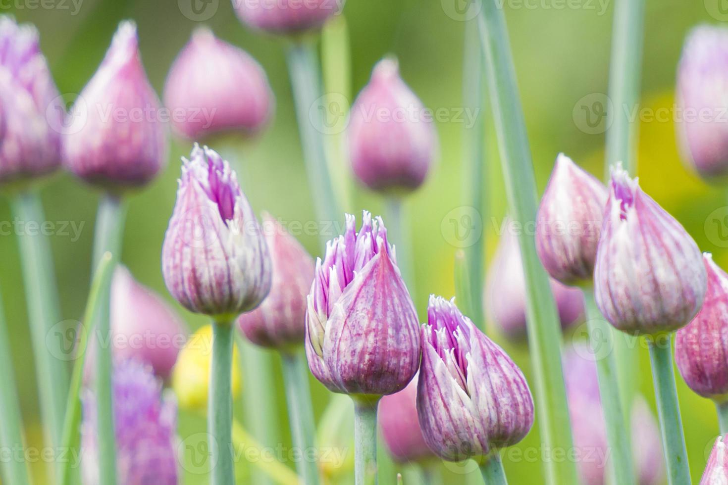 allium hollandicum persisk lök holländsk vitlök lila blommande växt, prydnadsblommor i blom, hög stam, bacrground foto