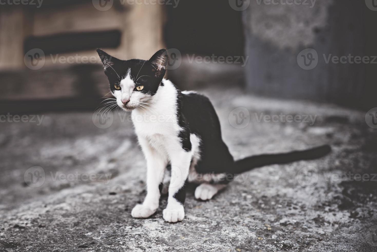 svartvit katt tittar åt sidan. ung grekisk huskatt i hennes trädgård. foto