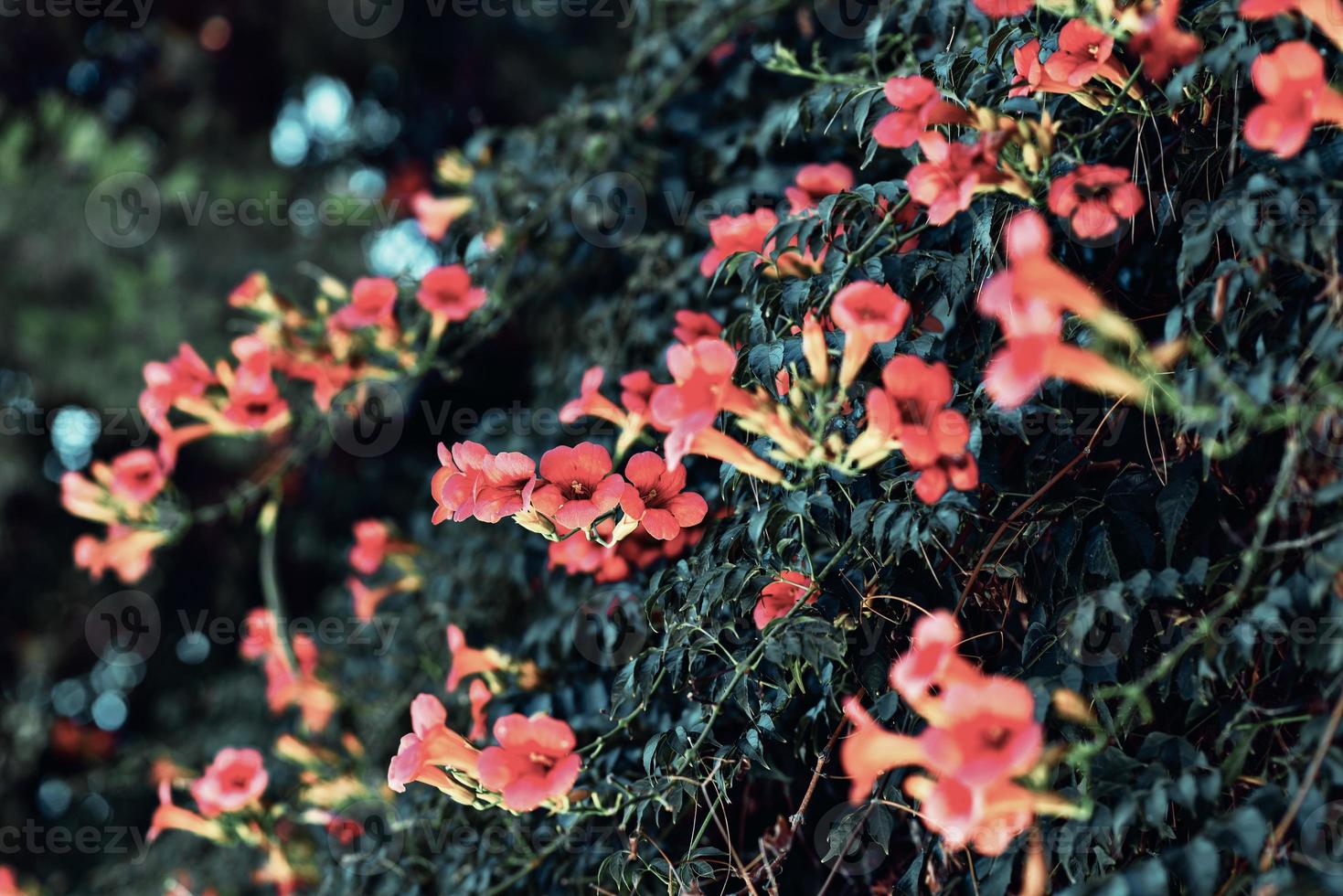 orange blommor av trumpet vinstockar blommar. orange blommor av trumpetvinstocken eller trumpet creeper campsis radicans, även känd som ko kliar vinstockar. foto