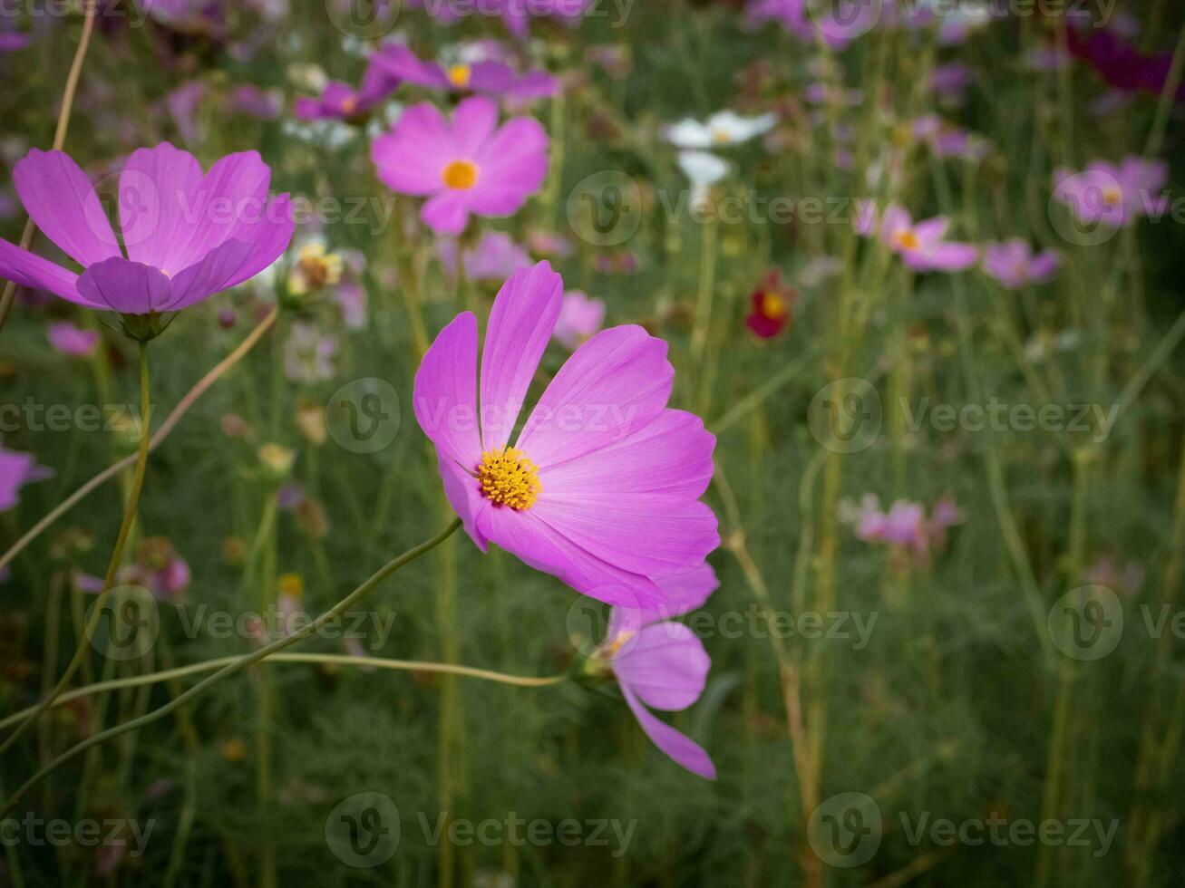 kosmos blomma med suddig bakgrund. blomning lila blomma. foto