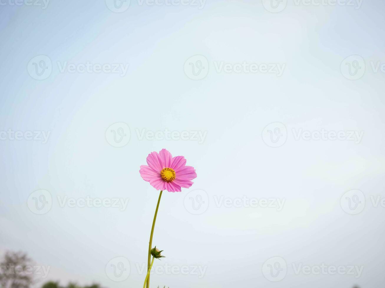 kosmos blomma med suddig bakgrund. blomning rosa blomma. foto