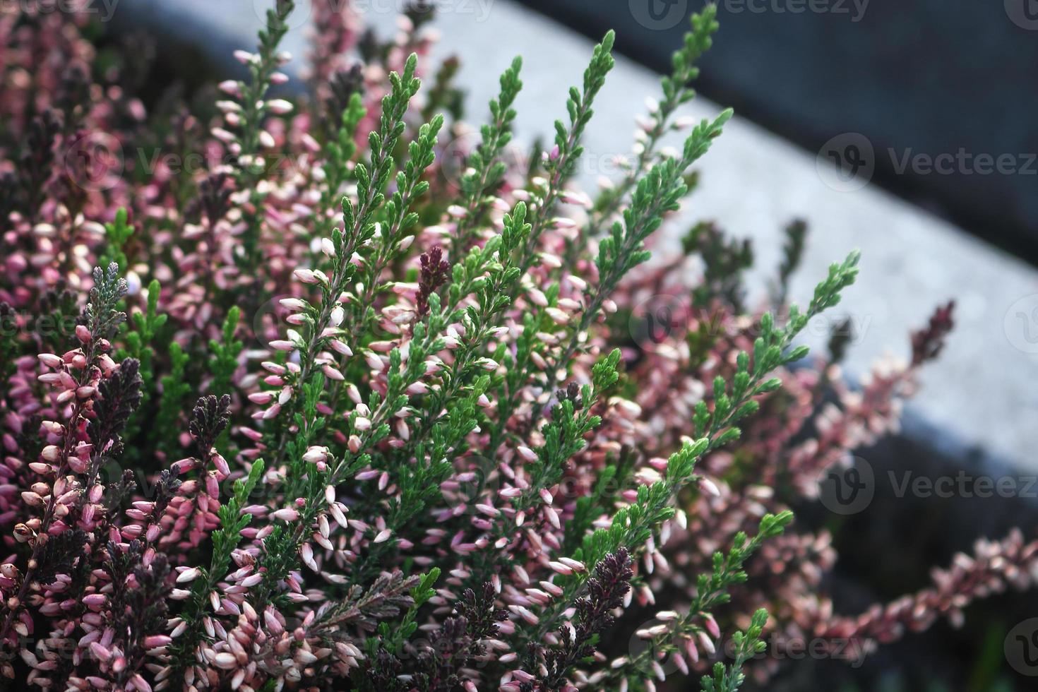 ljungblommor på stjälkar med gröna blad foto