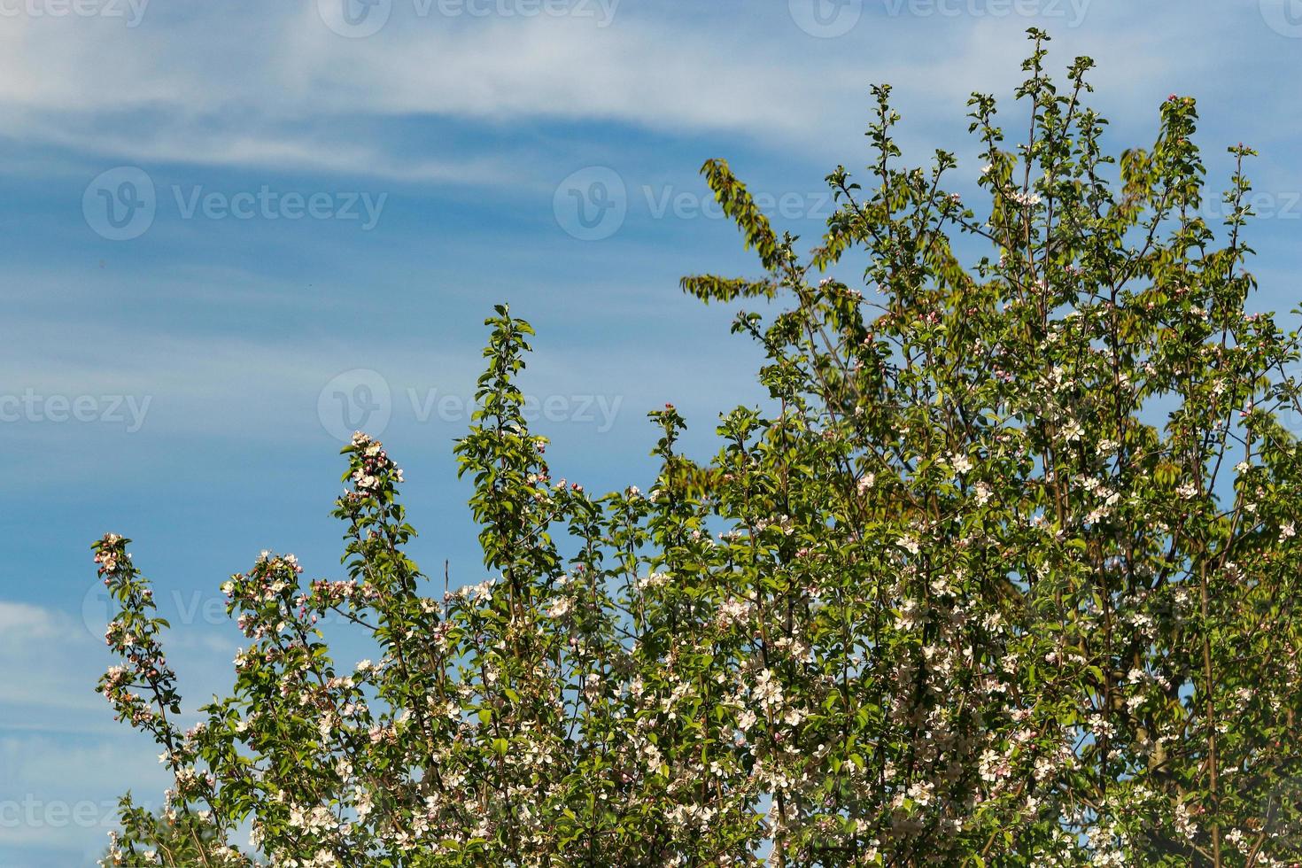 gröna trädgrenar med löv på blå himmel med fodrade moln foto