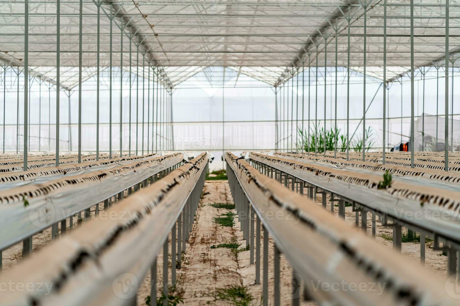 hydroponiska jordgubb odla. stock Foto av hydroponik metod av växande växter, i vatten, utan jord