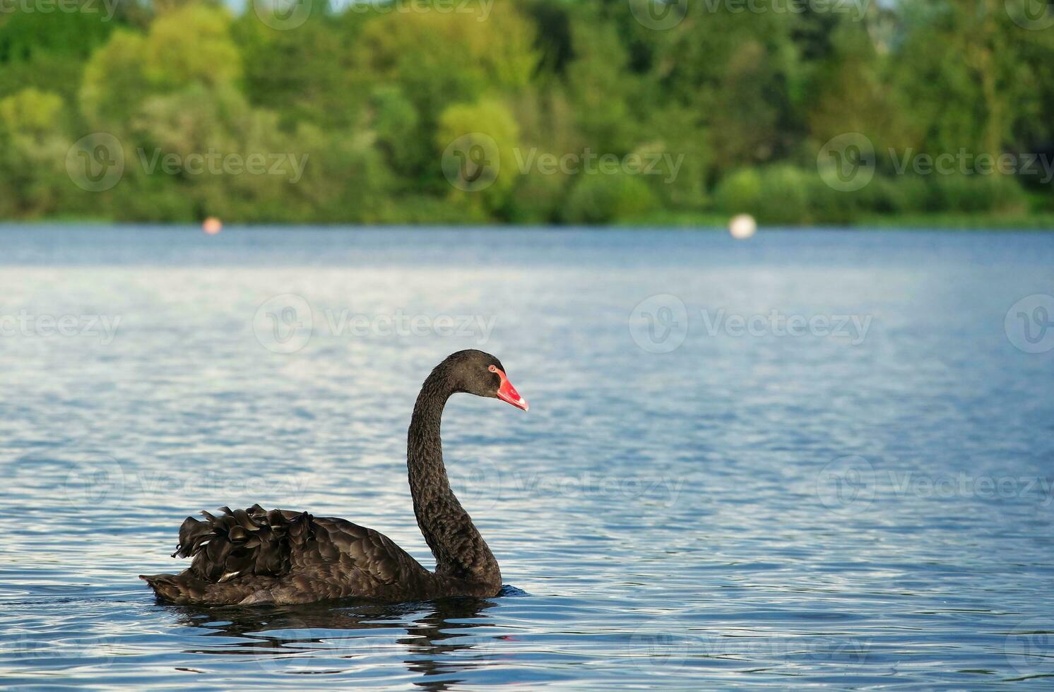 söt och unik svart svan på vilja sjö av milton keynes, England Storbritannien. bild var fångad på Maj 11:e, 2023 foto