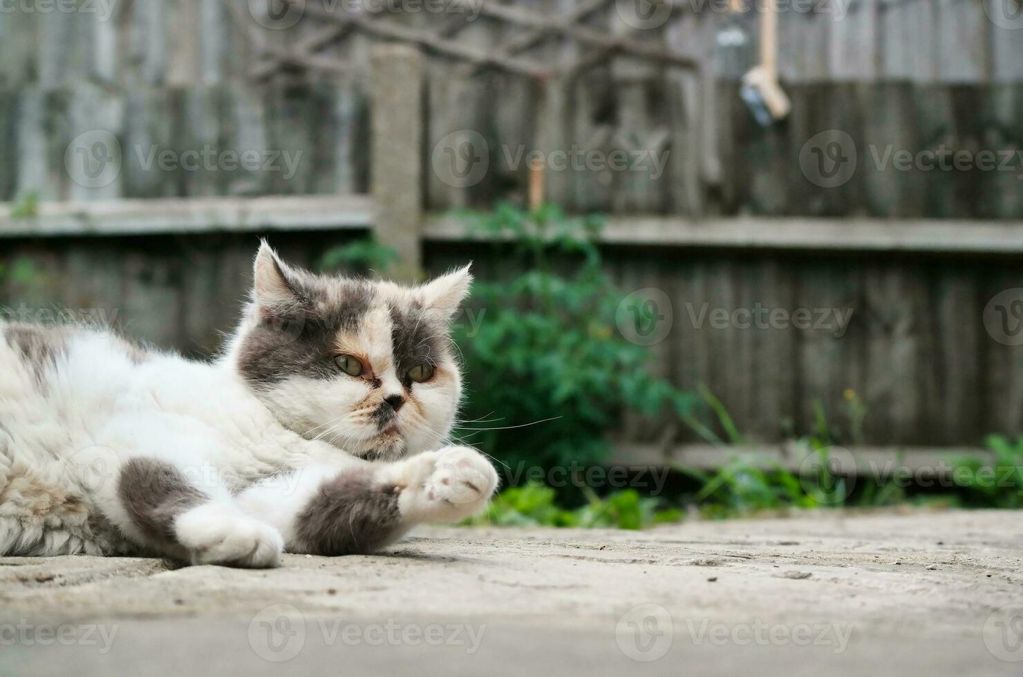 skön persisk ras kattunge poser på Hem trädgård foto