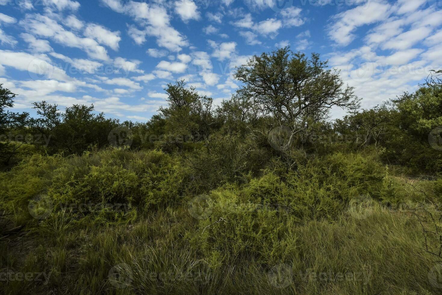 calden skog landskap, la pampa provins, patagonien, argentina. foto