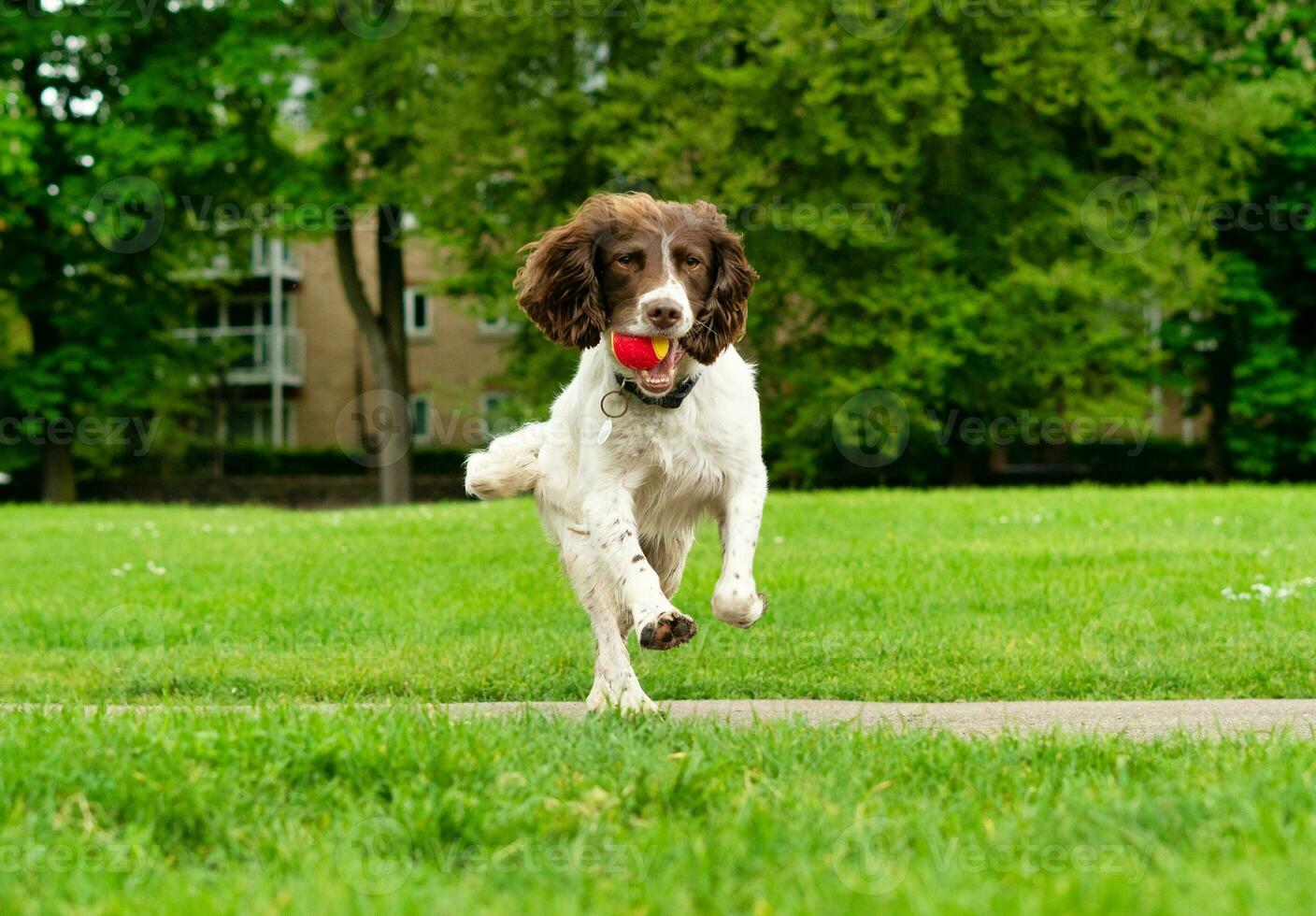 söt sällskapsdjur hund på promenad på lokal- offentlig parkera av London England Storbritannien foto