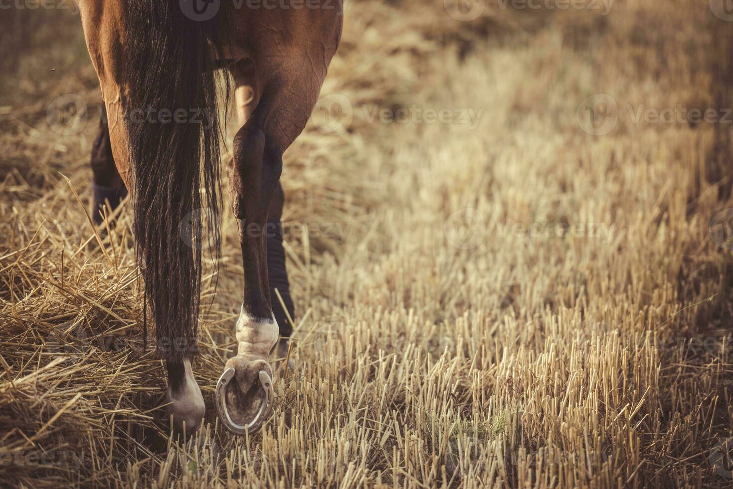 häst gående i gul vete fält foto