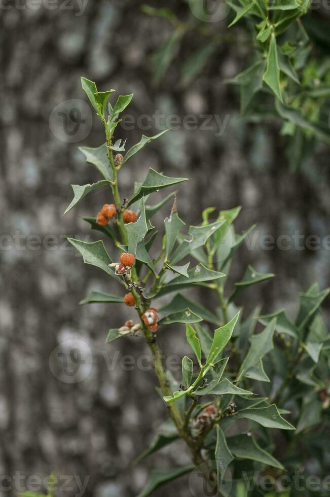 jodina rhombifolia , löv och frukter, calden skog, la pampa argentina foto