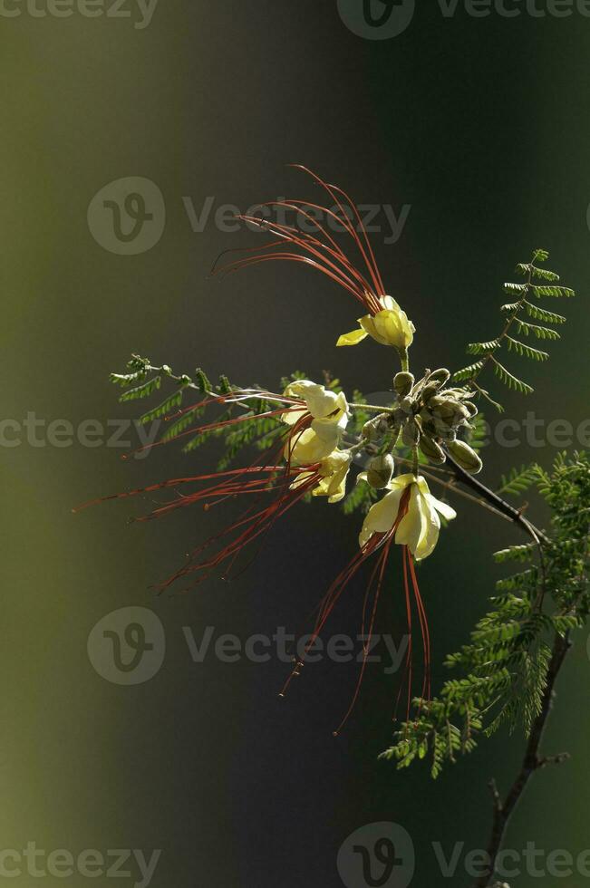 vild blomma i patagonien, Caesalpinia gilliesii, la pampa, argentina. foto