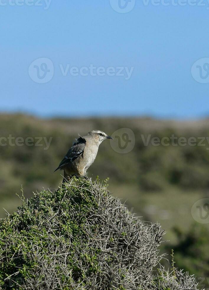 vit banded mokingbird i calden skog miljö, patagonien skog, argentina. foto