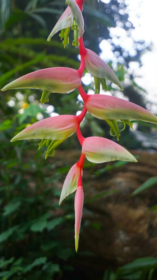 heliconia blommor i de trädgård foto