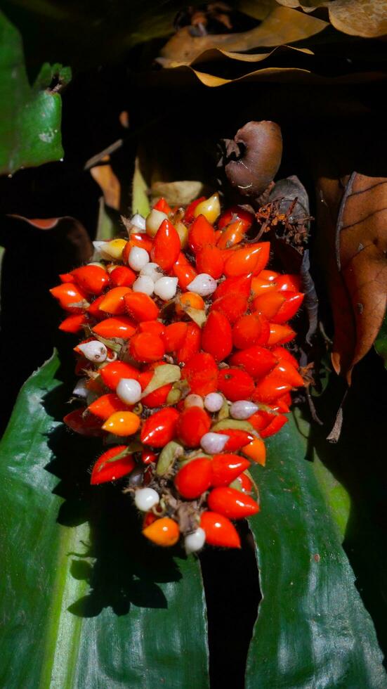 anthurium eller gelombang cinta utsäde foto