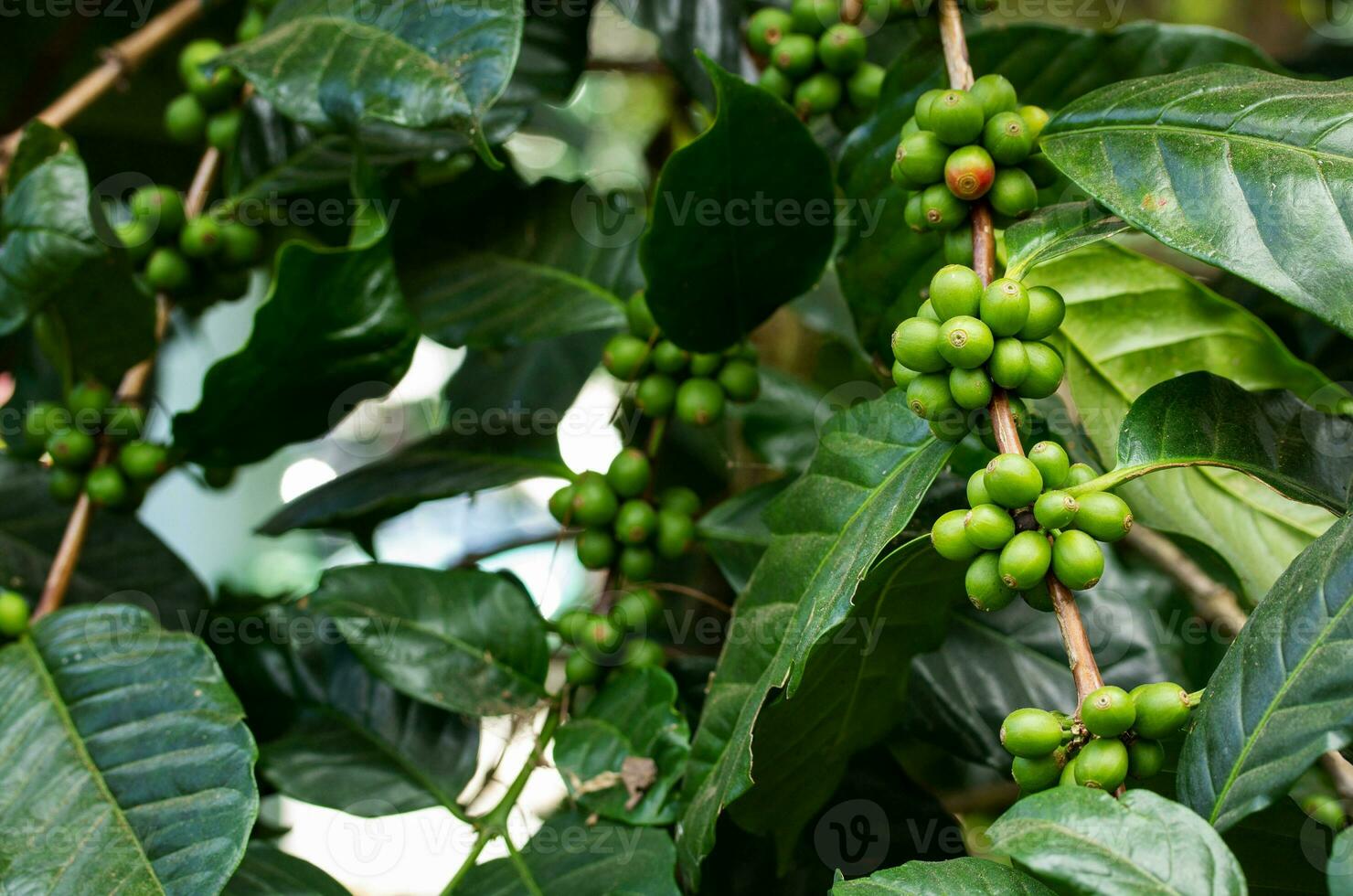 kaffe bönor på gren av kaffe växt, i thailand foto