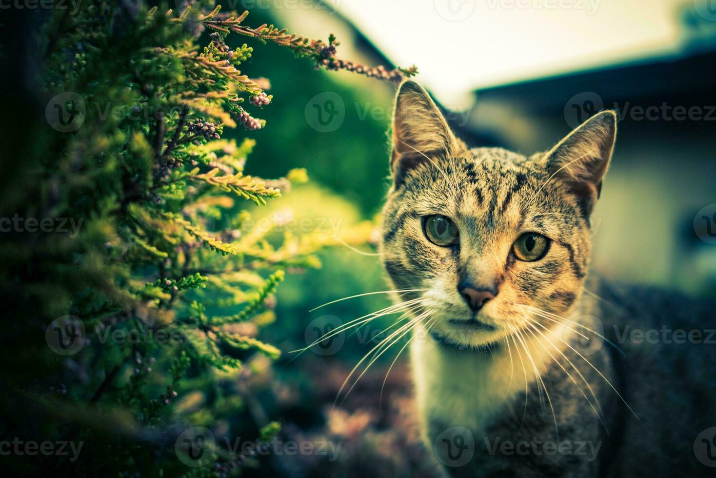 katt utomhus- porträtt foto