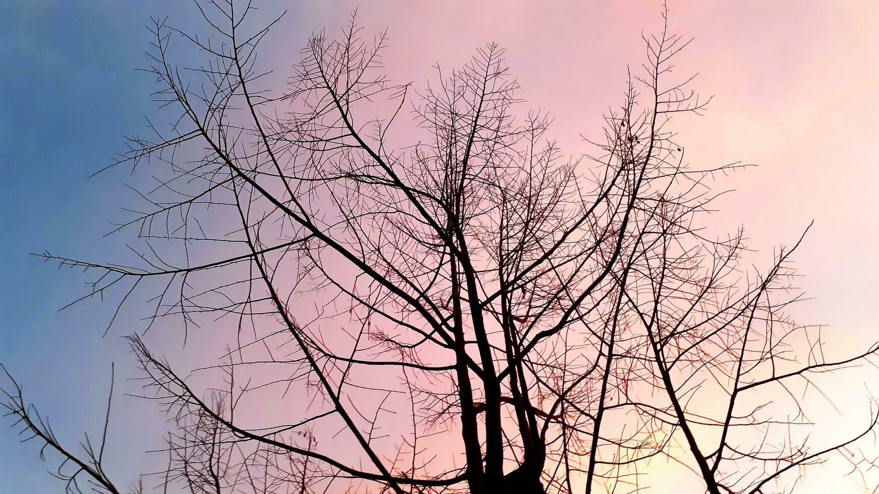 skapa skönhet landskap, med rosa, blå himmel ser upp bladlösa träd. natur atmosfär kväll är ljus och charmig i landsbygden, thailand. foto