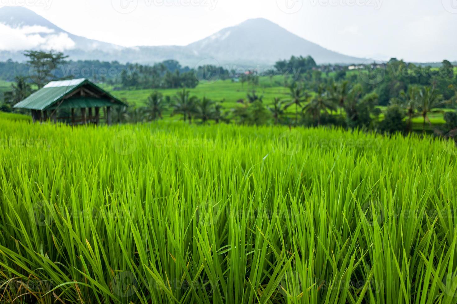 tegallalang-risterrasserna i Bali i Indonesien foto