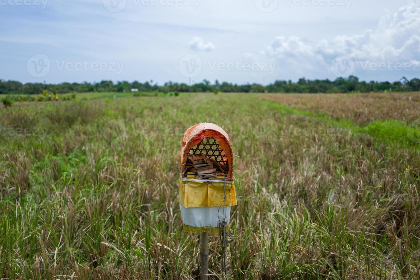 sikt på risfält i canggu i Bali foto