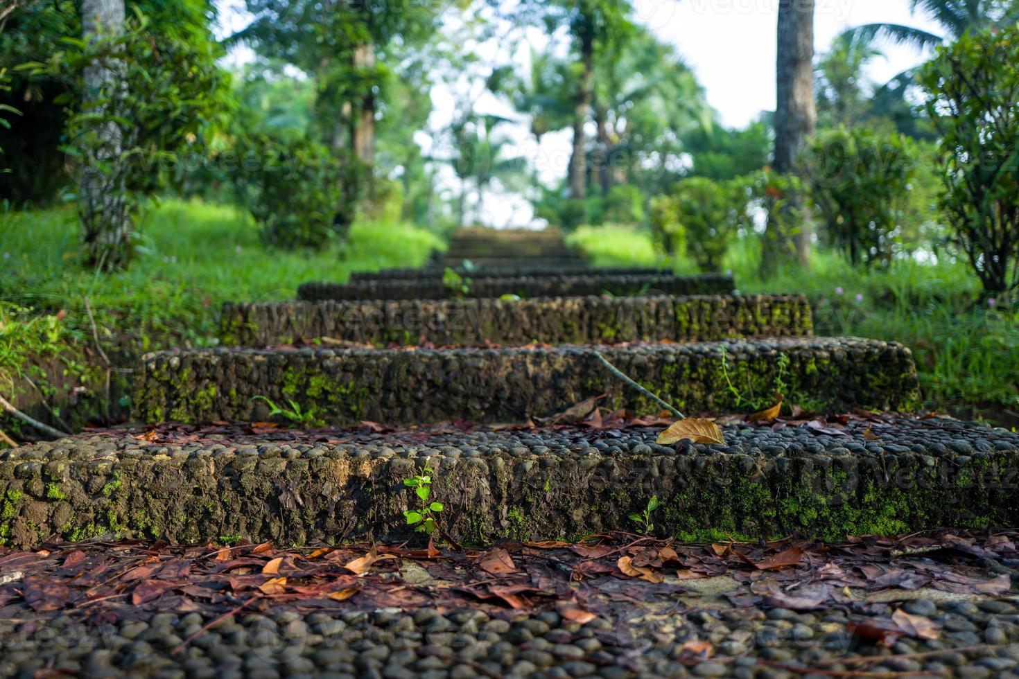 naturen i borobudurtemplet är aof yogyakarta foto