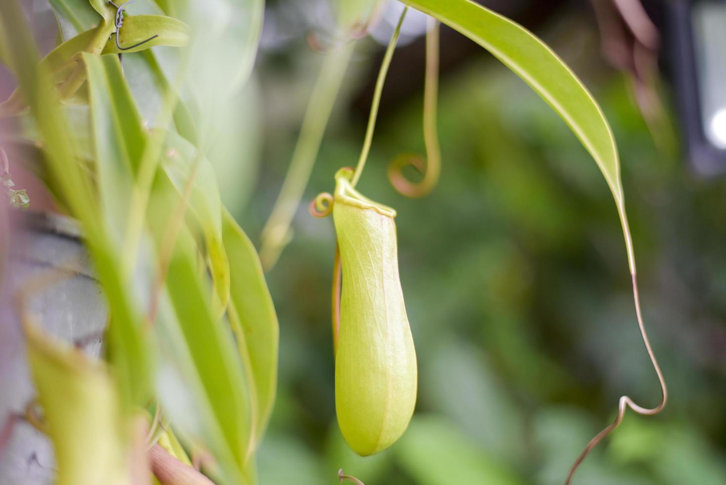 nepenthes inn trädgård foto